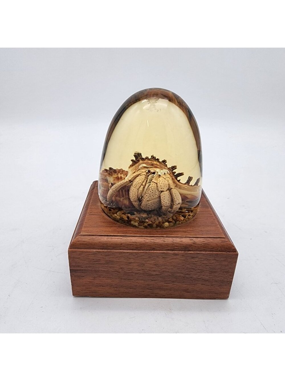 Taxidermy Hermit Crab In Lucite